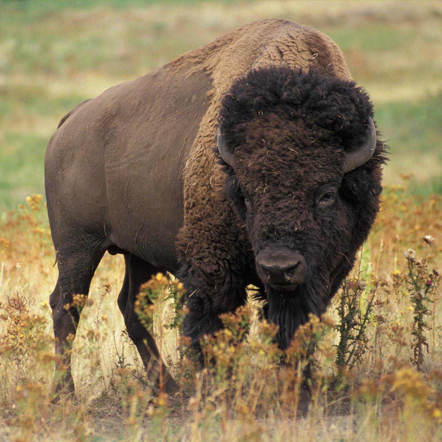 Just don't call me a buffalo.