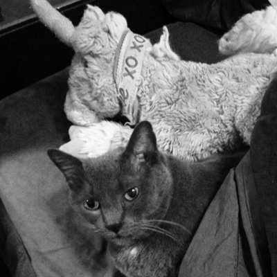 playful_kitty9's profile picture. Cookie from @CookieNCat got me (Cat) addicted, now I search the Twitterverse for awesome new music.