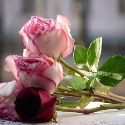 fooodye1's profile picture. 