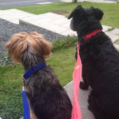 bnbkeers's profile picture. Hey y'all come follow our journey we are two dogs who have a few stories to tell