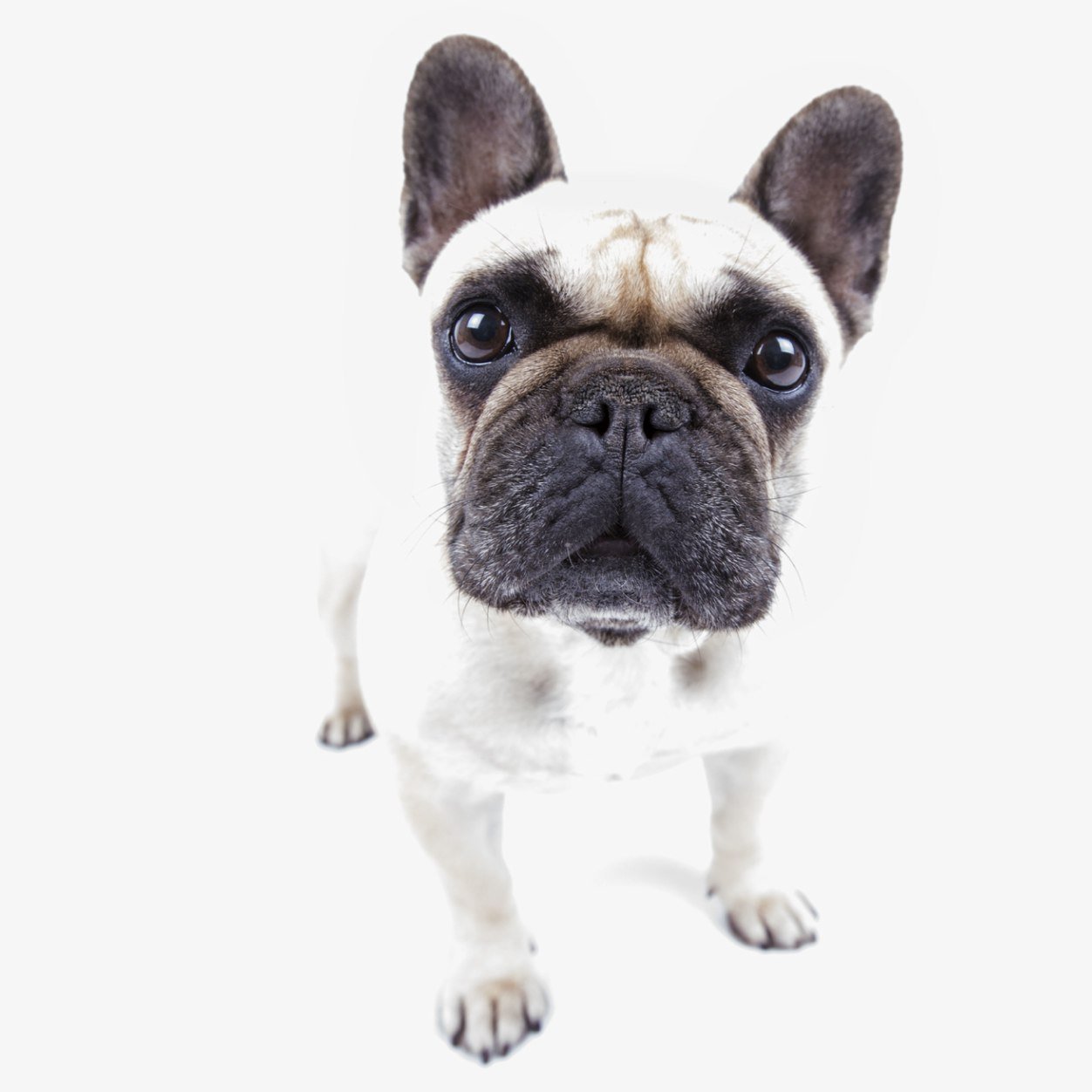 Little Frenchie is a Kent based company, offering boutique pet homeware and a bespoke Pet Photography & Design service. Stockists include Fenwick & Achica.