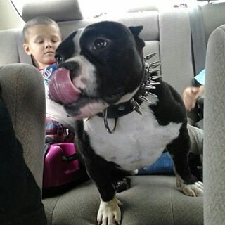 dkgotti33's profile picture. 