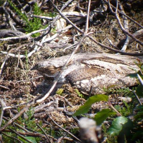 Wildlife surveyor/guide. Raptor nut. Migrates N often, esp Mull. Vol at Roydon on Curlew, Nightjar, Woodlark, Stonechat. Fascinated by all natural history.