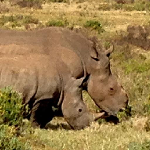 AKuchy's profile picture. Grad student passionate about stopping exploitation of wildlife and domesticated animals.