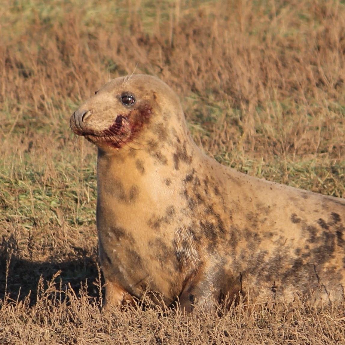 nsfwnewman's profile picture. Parish Councillor for North Somercotes. Member of Lincolnshire Police Independent Advisory Group. Socialist in Scandinavian style.