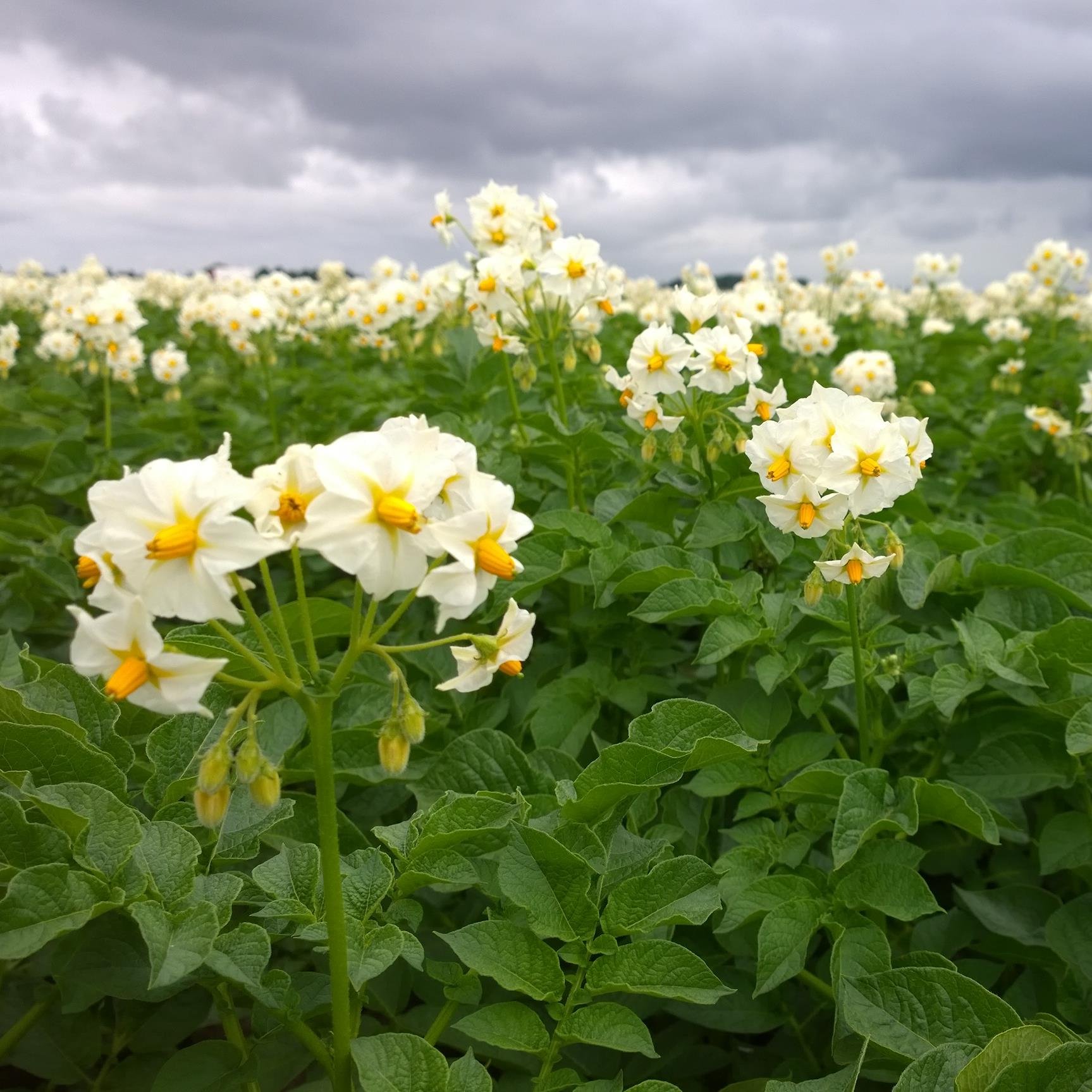 alles over aardappels, kweken, teelt of akkerbouw algemeen, Imker, beekeeper, vraag het maar. Just everything about e.g. potatoes, bees and sheep. Bee my guest