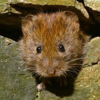 Notts Mammals (@nottsmammals) 's Twitter Profile