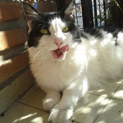 magnifyinglass's profile picture. 