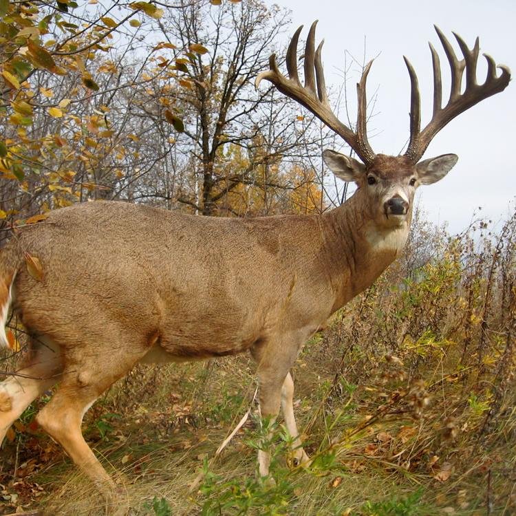 anthony3329's profile picture. 