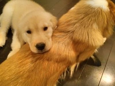 * *  愛@声優志望**さんのプロフィール画像