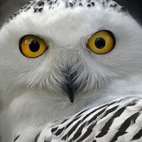 JmRosales (@rosalesjosem) 's Twitter Profile