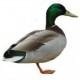 Oddly functional, mostly programming. May walk and talk like a duck. Quacks at types to hear the echo.