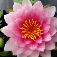 Catherine K (@gardenerprogres) 's Twitter Profile