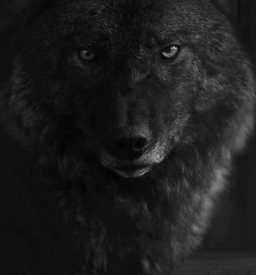 darkwolf807's profile picture. 