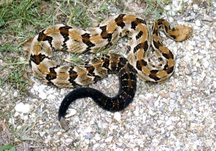 canethrasher's profile picture. 