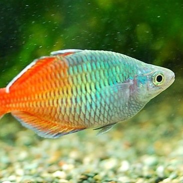 頭痛薬の凄さ的なものとは無縁の釣り好き