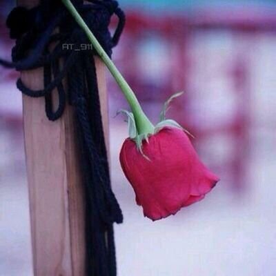 طالبة جامعه مغرده مميزه #تابعني اتابعك# الخاص مفتوح