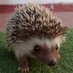 Eriçó (@popotitocat) Twitter profile photo