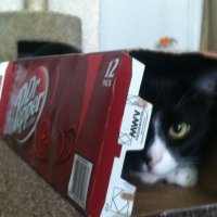 Tux the Cat (@cat_tux) 's Twitter Profile