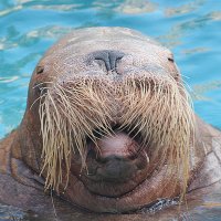 Welsh Walrus (@welshwalrus) 's Twitter Profile