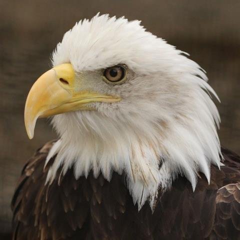 South Worst Trains Profile