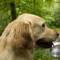 Resident dog at touchthespirit healing practice for people and animals.  zhttp://www.facebook.com/RachelBoltonHealer?fref=ts