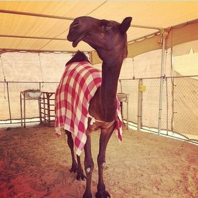 ‏‏ارحبو ترحيب الشيوخ المطانيخ  مرحبا ومسهلا. (7412FF47 )