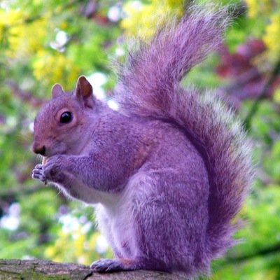 Tech Squirrel