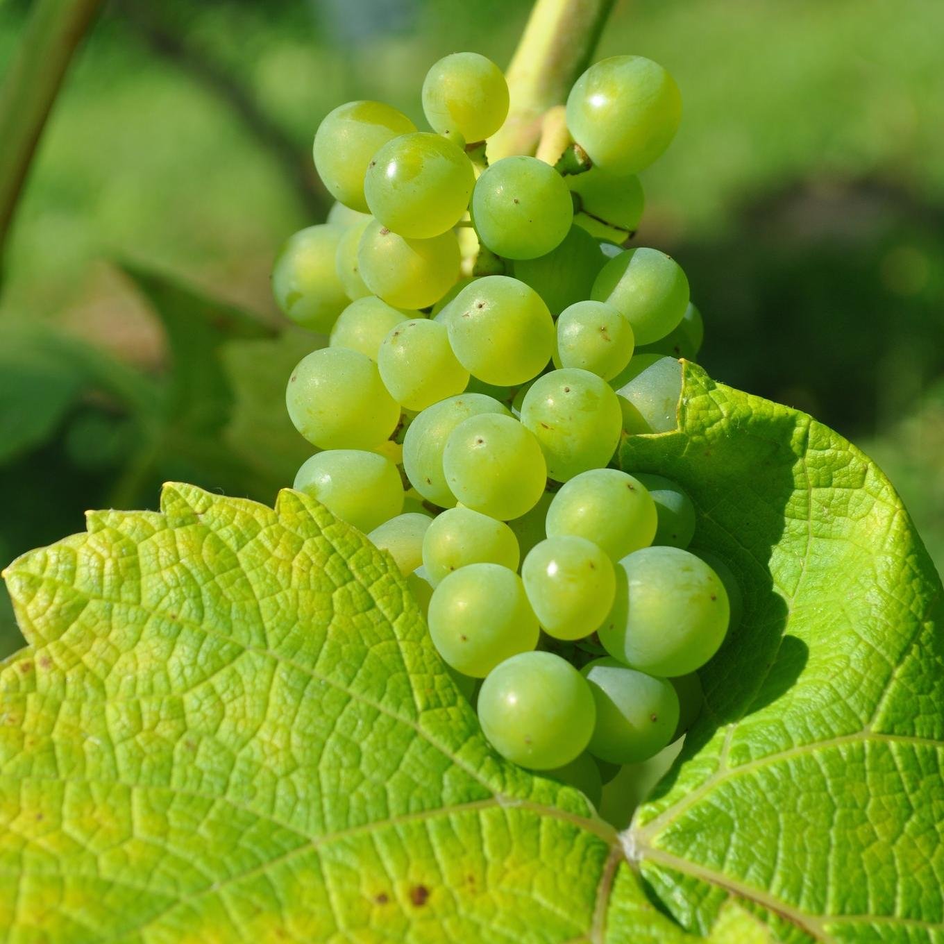 Ce vignoble de quartier a été planté en avril 2011 sur un terrain communal (14 ares) et les jardins des habitants, à Genval, soit près de 800 pieds de Solaris.