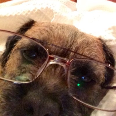 I am a border terrier living between Saddleworth England and Donegal Ireland with two pet humans and a cat . I enjoy beaches, bouncy balls and chasing things