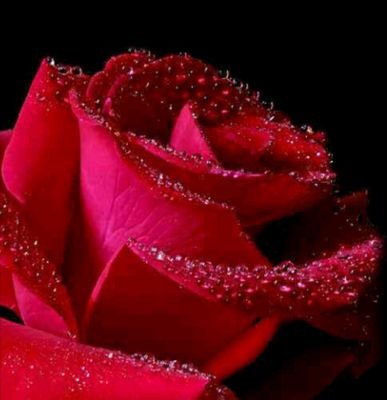 rafahao993's profile picture. ‏غنية بالله عن العالمين