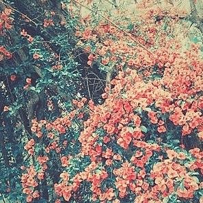 icecoldbeans's profile picture. 