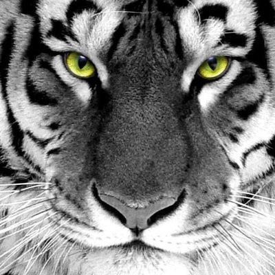 FHS_2017_'s profile picture. All sophomores follow for daily updates on everything FHS! Along with compliments, news, and pictures! Shout us out to your friends. TIGER PRIDE. TIGER NATION.