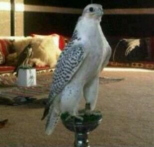 mnsmr1243's profile picture. 