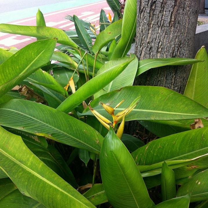 BNEGreenHeart's profile picture. Brisbane's Green Heart is a community initiated response to the release of the Kurilpa Master Plan for the South Brisbane area.