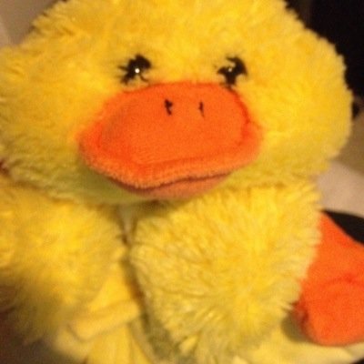 im the coolest duck ever! i follow back!