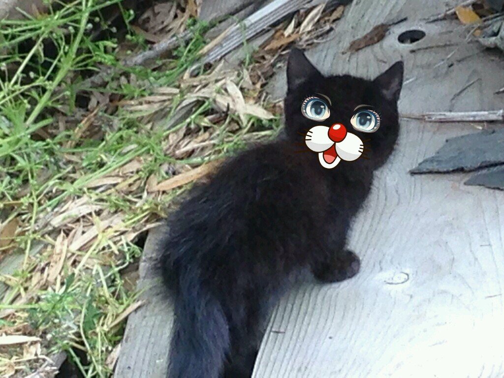 mixednuts1188's profile picture. ガソリンは珈琲と紅茶とワイン。お洒落なカフェかワインバーに住みつきたい。