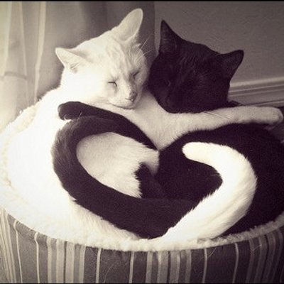 黒猫のウィズ並び替え問題bot Wiz Rearrange Twitter