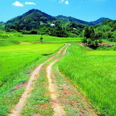 四季多彩 大山千枚田の風景写真集 夏景色 17 07 08 この風景を撮影してから もう少しで十六年が経過する 木々が成長し民家の屋根を覆い隠し 遠景の稲田が耕作放棄になり すっかり荒れ果ててしまった 千葉県鴨川市 著者管理の写真 全てに於いて