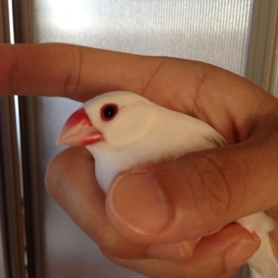 Area46M's profile picture. 官公庁系に勤務しながら通信制の大学院生してます45歳男性です。数年前まで関東在住でしたがいまは高知在住です。初心者ですが以下のこと中心に使ってみようと思います(^ ^) 戦国BASARA/石田三成/土方歳三/乃木坂46/秋元真夏/千葉ロッテマリーンズ/教員採用試験/世界史/日本史/マラソン