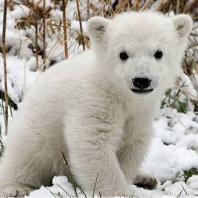 mrsbaechtle108's profile picture. Kindergarten Teacher, Boy Mom of 3