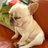 omoshiro_wanko's profile image