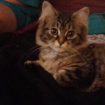 lilmrsb41's profile picture. 