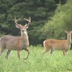 Family always first! Love to bow hunt, bass fishing anything outdoors. Bows up Bucks down