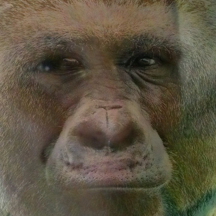 fimminaro's profile picture. 