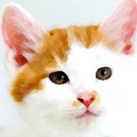 kikuko🐱🐱２匹の保護猫(@machineko_cat) 's Twitter Profile Photo