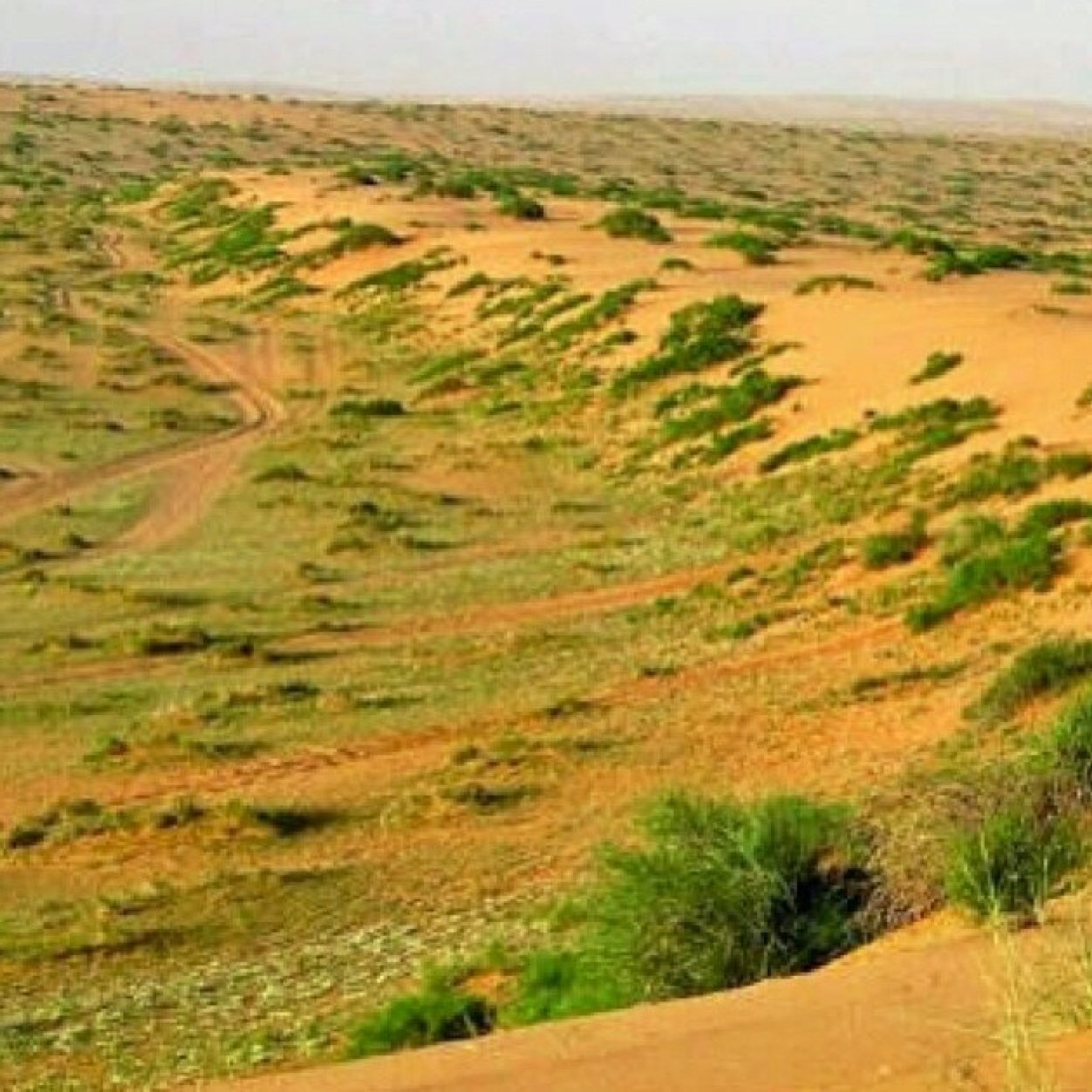 انا بدوي وامشي على منهج العود 
ودامي على نهجه يزيد افتخاري