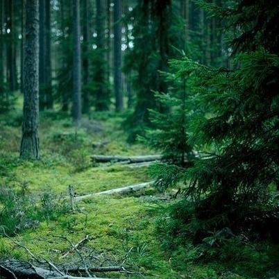 chekanking's profile picture. 