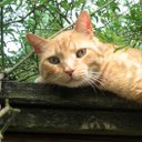 Beth McDavid - @mcdavidbtcss - Twitter