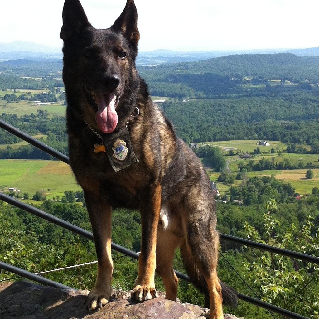 VSPk9's profile picture. Updates from Vermont State Police K9 Teams. Because #Woof

Account not monitored 24/7, please call 911 for emergencies. Verified account is @VTStatePolice